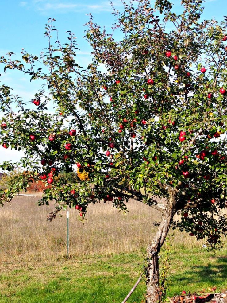 apple-tree-bearing-fruit